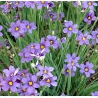 Me?ovka horská - Sisyrinchium angustifolium