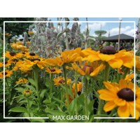Rudbekia žiarivá  - Rudbeckia fulgida ´Little Goldstar´