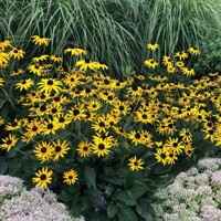 Rudbekia žiarivá  - Rudbeckia fulgida ´Little Goldstar´