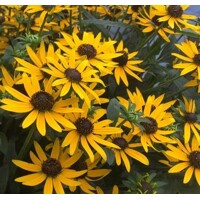 Rudbekia žiarivá  - Rudbeckia fulgida ´Little Goldstar´