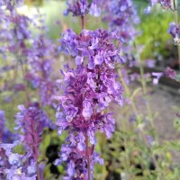 Nepeta faassenii 'Kit Cat´