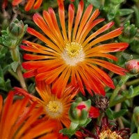 Delosperma cooperi ´Orange Vibe´