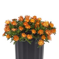 Delosperma cooperi ´Orange Vibe´