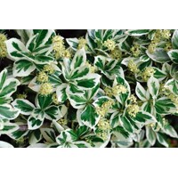 Bršlen - Euonymus fortunei ´Emerald Gaiety´ - 15/20cm
