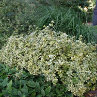 Bršlen - Euonymus fortunei ´Emerald Gaiety´ - 15/20cm