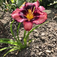 ?aliovka – Hemerocallis ´Whoopi´ Co14