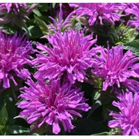 Monarda didyma 'Balmy Lilac'