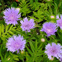 Stokesia laevis ´Klaus Jelitto´