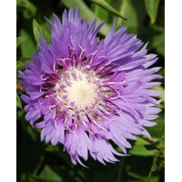 Stokesia laevis ´Klaus Jelitto´