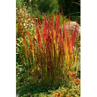 Imperáta valcovitá - Imperata cylindrica ´Red Baron´