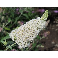 Buddleja davidii 'Papillon White´