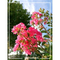 Myrta krepová - Lagerstroemia indica ´Pink Velour´ - 90+cm