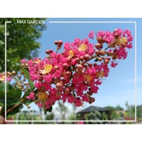 Myrta krepová - Lagerstroemia indica ´Pink Velour´ - 90+cm