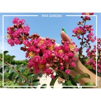 Myrta krepová - Lagerstroemia indica ´Pink Velour´ - 90+cm