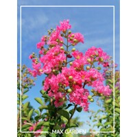 Myrta krepová - Lagerstroemia indica ´Pink Velour´ - 90+cm