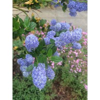 Ceanothus impressus ‘Victoria’ - 30/40cm