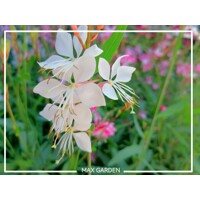 Gaura 'Belleza White' – Predaj, biela, dlhé kvitnutie, kompaktná trvalka, motýlí kvet