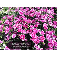 Dianthus gratianopolitanus 'Pink Kisses'