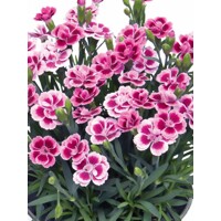 Dianthus gratianopolitanus 'Pink Kisses'