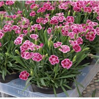 Dianthus gratianopolitanus 'Pink Kisses'