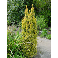 Tis oby?ajný - Taxus baccata David - 20/30cm