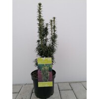 Tis oby?ajný - Taxus baccata David - 20/30cm