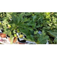 Figovník - Ficus carica ´Arany méz´ - 30/40cm