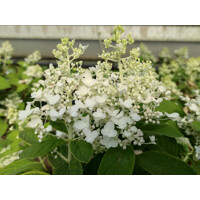 Hortenzia metlinatá - Hydrangea paniculata 'Baby Lace'  - 30/40cm