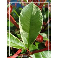 ?ervienka, Fotínia pink marble - Photinia ´Pink Marble´ - 30/40cm