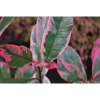?ervienka, Fotínia pink marble - Photinia ´Pink Marble´ - 30/40cm