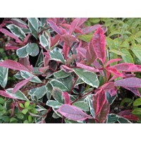 ?ervienka, Fotínia pink marble - Photinia ´Pink Marble´ - 30/40cm