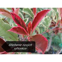 ?ervienka, Fotínia pink marble - Photinia ´Pink Marble´ - 30/40cm