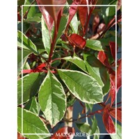 ?ervienka, Fotínia pink marble - Photinia ´Pink Marble´ - 30/40cm