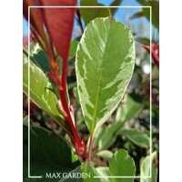 ?ervienka, Fotínia pink marble - Photinia ´Pink Marble´ - 30/40cm