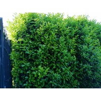 Vavrínovec lekársky - Prunus laurocerasus ´Novita´ - 50/60cm