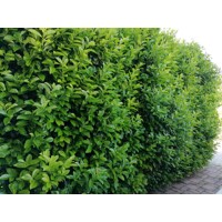Vavrínovec lekársky - Prunus laurocerasus ´Novita´ - 50/60cm
