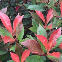 ?ervienka  - Photinia fraseri ´Carre Rouge´- 40/50cm