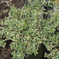 Skalník rozprestretý - Cotoneaster horizontalis ´Variegata´ - na 90cm kmienku