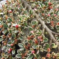 Skalník rozprestretý - Cotoneaster horizontalis ´Variegata´ - na 90cm kmienku