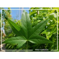 Ambrovník styraxový - Liquidambar styraciflua ´Worplesdon´