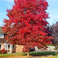Ambrovník styraxový - Liquidambar styraciflua ´Worplesdon´