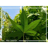 Ambrovník styraxový - Liquidambar styraciflua ´Worplesdon´