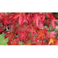 Ambrovník styraxový - Liquidambar styraciflua ´Worplesdon´