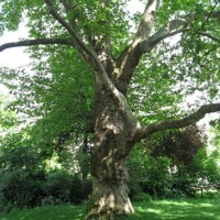 Platan javorolistý - Platanus x acerifolia - 400+ cm - vysokokme?, 8/10
