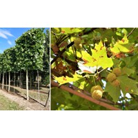 Platan javorolistý - Platanus x acerifolia - 400+ cm - vysokokme?, 8/10