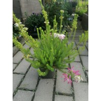 Erica verticallata