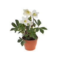 Helleborus Niger ´Happy Day´