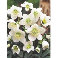 Helleborus Niger ´Happy Day´
