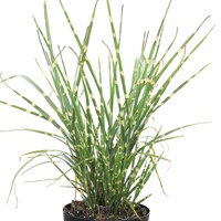 Ozdobnica ?ínska  - Miscanthus sinensis 'Strictus'