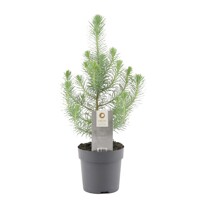 Pinus pinea 'Silver Crest' – Predaj, píniová borovica, strieborné ihličie